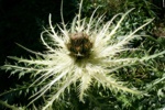 Silberdistel