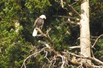Ein Weißkopfseeadler an den Küsten der Southern Gulf Stream Islands.