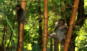 Tierische Mitarbeiter im Lal Bagh (Botanischer Garten) Tierische Mitarbeiter im Lal Bagh (Botanischer Garten)