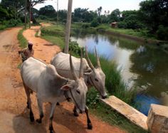 Kühe als Arbeitstiere zwischen den Reisfeldern Kühe als Arbeitstiere zwischen den Reisfeldern