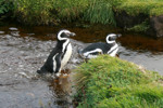Pinguine Pinguine