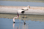 Flamingos in Salar de Atacama* Flamingos in Salar de Atacama*