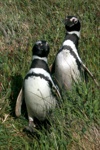 Pinguine in der Nähe von Punta Arenas