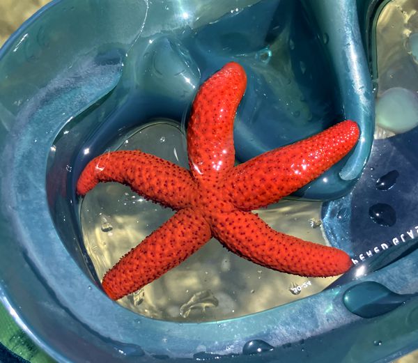 Ein Seestern im klaren Wasser der Uvala Škar. Ein Seestern im klaren Wasser der Uvala Škar.