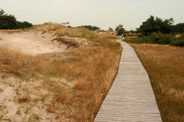 Boardwalk durch die Dünen im nördlichen Darßzipfel.