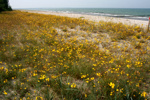 Strandblumen bei Zingst. Strandblumen bei Zingst.