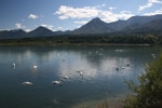 Schwanensee