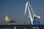 Große Möwe - kleiner Kran