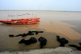 Wasserbüffel genießen des kühlende Naß des Ganges
