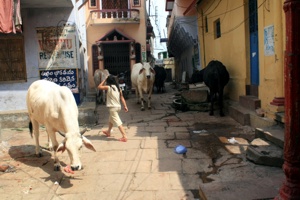 Im Altstadtgassenlabyrinth gibts auch sehr viele Kühe