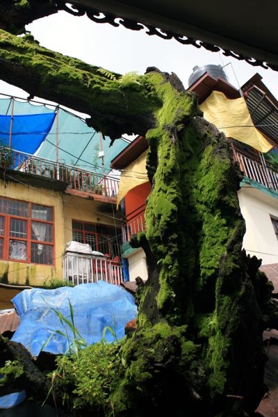 McLeod Ganj ist einer der regenreichsten Orte im Himalaya McLeod Ganj ist einer der regenreichsten Orte im Himalaya