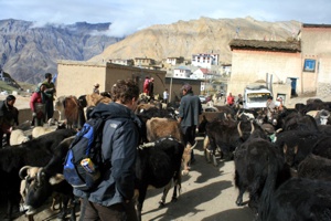 Esel-Rush-Hour in Kibber und wir mitteldrin