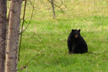 Unser zweiter Bär in diesem Urlaub*