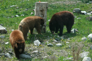 Bären im Wildlife Park von Kamloops