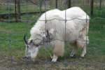 Canadian Mountain Goat