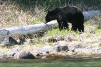 Schon wieder Bären. Diesmal ein Jungbär am Ufer.