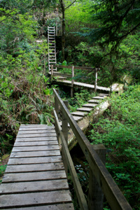 Gut ausgebaute Wege im Norden des West Coast Trails