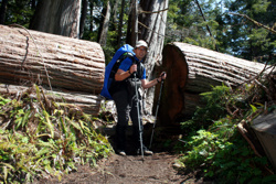 Auch umgefallene Bäume sind noch beeindruckend groß
