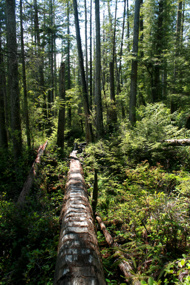 Balancieren auf einem der zahlreichen Baumstämme