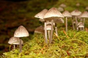 Im Regenwald wachsen Regenpilze und Moos an jeder Ecke.