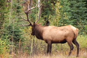 Ein Elk kurz vor Jasper lies sich durch uns nicht stören.*