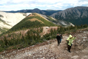 Aus dem Miette Valley hinauf auf den Sulphur Skyline Ridge (2070 m).