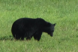 Ein Bär direkt auf der Wiese vorm Haus.*
