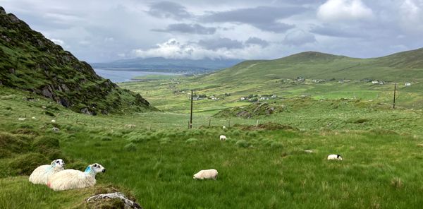 Grünes Irland mit Blick vom Coomakesta Pass auf Schafe und die Ballinskelligs Bay.