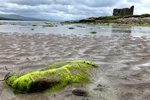 Burgruine Ballinskelligs in der gleichnamigen Bucht bei Ebbe.