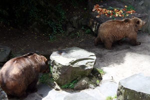 Die Bären im Burggraben essen viel Obst.