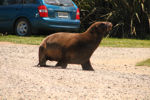 Vorsicht überall Seelöwen!