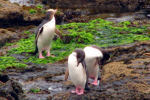 Pinguine in Moeraki*
