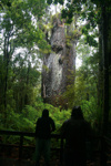 Te Matua Ngahere – Vater des Waldes - im Waipoua Forest