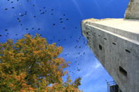 Vögel sammeln sich zum Flug in den Süden