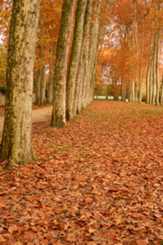 Der Herbst ist da und ...