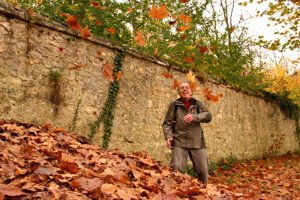 ... die Blätter fallen von den Bäumen ...