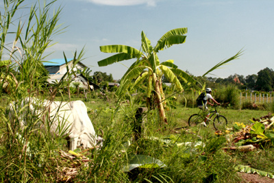 Mit dem Fahrrad durch die Bananenplantagen.