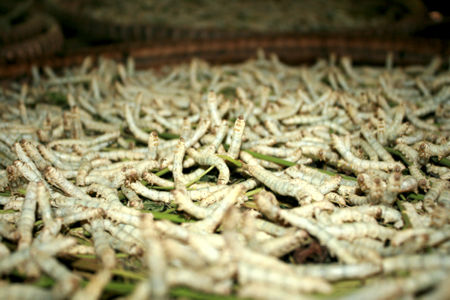 Seidenraupen werden gezüchtet und gefüttert.