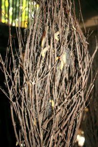 Verpuppte Seidenraupen.