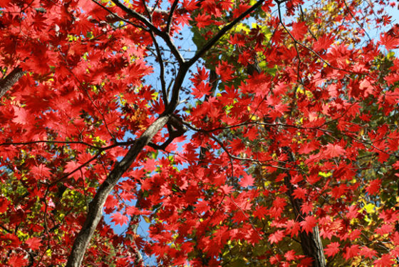 Ein Wald in herbstlichen Flammen. Rot soweit das Auge und die Linse reicht.