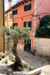 Ein Olivenbaum in den engen und farbenfrohen Gassen von Rovinj.