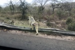 Safari mit Affen am Straßenrand.