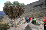 Abstieg durch Riesensenecien hinab zum Barranco Camp. Abstieg durch Riesensenecien hinab zum Barranco Camp.