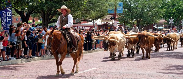 Täglicher Cattle Drive entlang der East Exchange Road in den Stockyards.