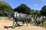Pioneer Plaza - Cattle Drive in Dallas II.