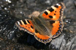 Schmetterling Schmetterling